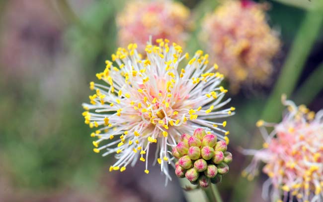 Cooley's Bundleflower has white and greenish yellow flowers with showy stamens as noted in the photograph. The flowers are globose or globular in shape. Desmanthus cooleyi